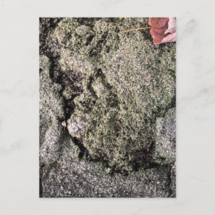 Carte Postale Mousse sur surface rocheuse – Athens Georgie
