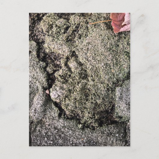 Carte Postale Mousse sur surface rocheuse – Athens Georgie (Devant)