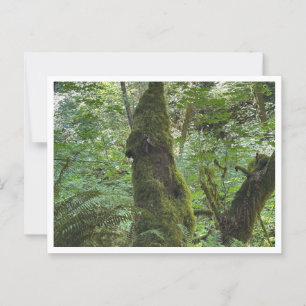 Carte Postale Mousse verte
