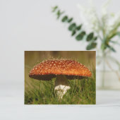 Carte Postale Mousseron argarique (Debout devant)
