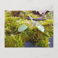 Mousses avec de minuscules Fleurs, Éveil de printe