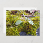 Carte Postale Mousses avec de minuscules Fleurs, Éveil de printe (Devant / Derrière)