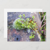 Carte Postale Mousses avec de minuscules Fleurs, Éveil de printe (Devant / Derrière)