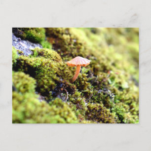 Carte Postale Mousses et lichens avec de minuscules champignons