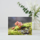 Carte Postale Mousses et lichens avec de minuscules champignons (Debout devant)