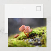 Carte Postale Mousses et lichens avec de minuscules champignons (Devant / Derrière)