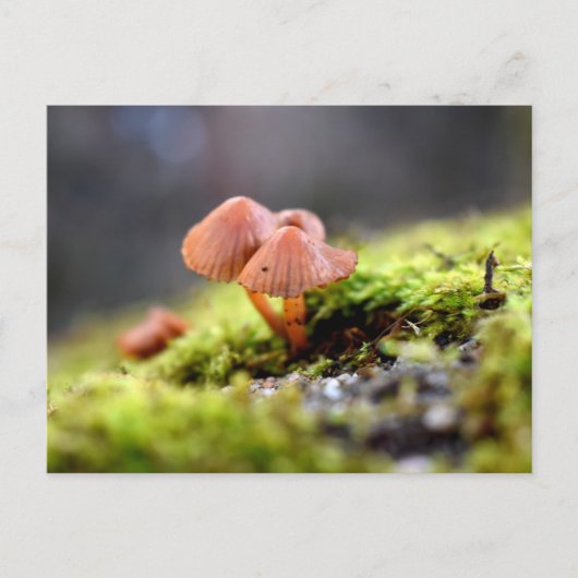 Carte Postale Mousses et lichens avec de minuscules champignons (Devant)