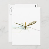 Carte Postale moustique (Devant / Derrière)