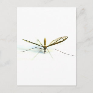 Carte Postale moustique