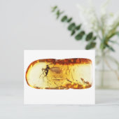 Carte Postale Moustique dans l'ambre (Debout devant)