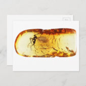 Carte Postale Moustique dans l'ambre (Devant / Derrière)