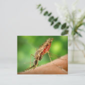 Carte postale Moustique plein de sang (Debout devant)