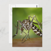 Carte Postale Moustique tigre (Devant / Derrière)