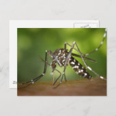 Carte Postale Moustique tigre (Devant / Derrière)