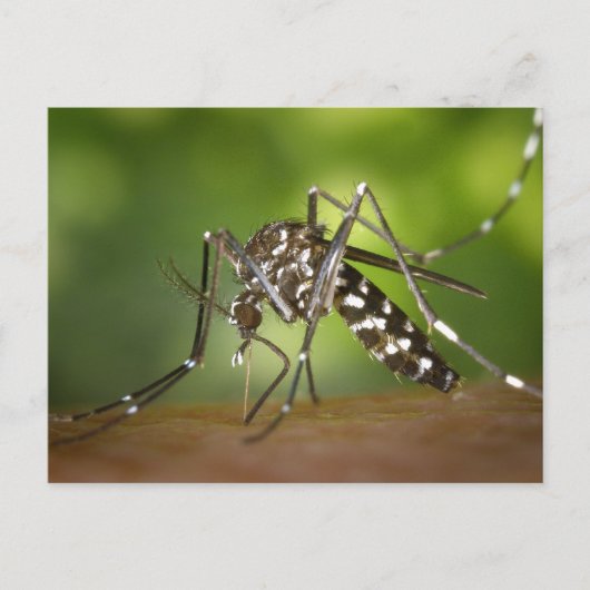 Carte Postale Moustique tigre (Devant)