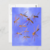 Carte Postale Moustiques amusants (Devant / Derrière)