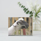 Carte Postale Mouton (Debout devant)