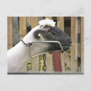 Carte Postale Mouton