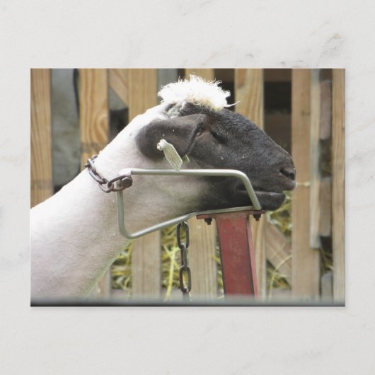 Carte Postale Mouton (Devant)