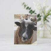 Carte Postale Mouton (Debout devant)