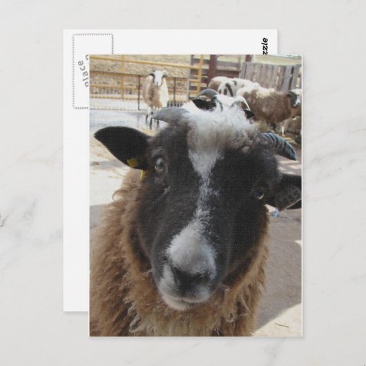 Carte Postale Mouton (Devant / Derrière)
