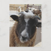 Carte Postale Mouton (Devant)