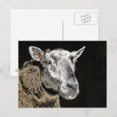 CARTE POSTALE MOUTON (Devant / Derrière)