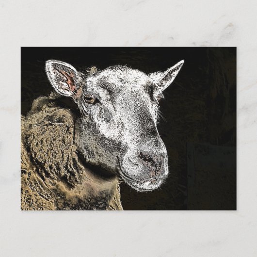 CARTE POSTALE MOUTON (Devant)