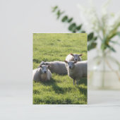 Carte Postale Mouton (Debout devant)