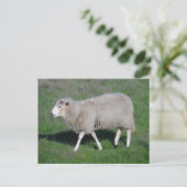 Carte Postale Mouton (Debout devant)