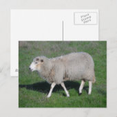 Carte Postale Mouton (Devant / Derrière)