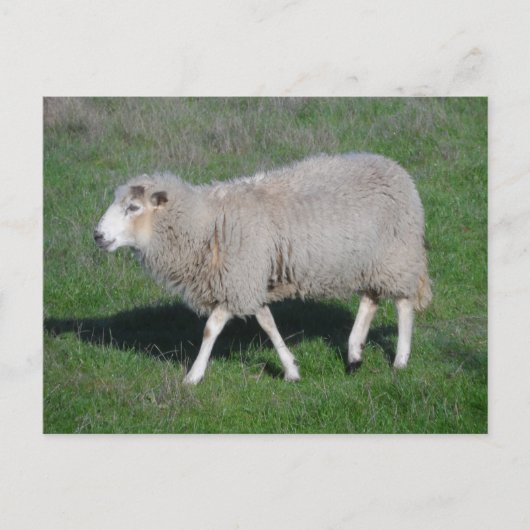 Carte Postale Mouton (Devant)