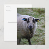 Carte Postale Mouton (Devant / Derrière)