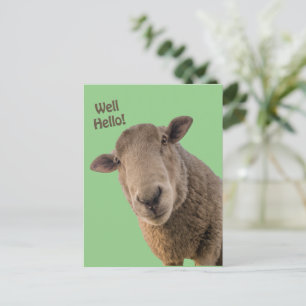 Carte Postale Mouton