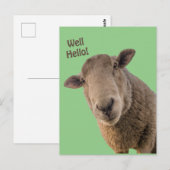 Carte Postale Mouton (Devant / Derrière)