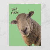 Carte Postale Mouton (Devant)