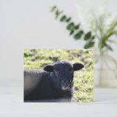 Carte Postale Mouton (Debout devant)