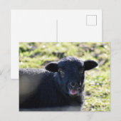 Carte Postale Mouton (Devant / Derrière)