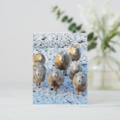 Carte Postale Mouton (Debout devant)