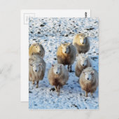 Carte Postale Mouton (Devant / Derrière)