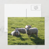 Carte Postale Mouton (Devant / Derrière)