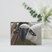 Carte Postale Mouton (Debout devant)