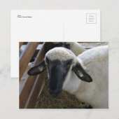Carte Postale Mouton (Devant / Derrière)