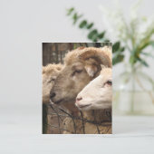 Carte Postale mouton (Debout devant)