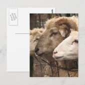 Carte Postale mouton (Devant / Derrière)