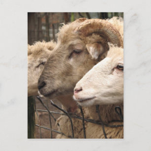 Carte Postale mouton