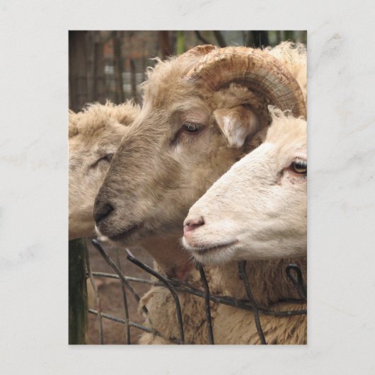 Carte Postale mouton (Devant)