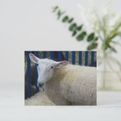 Carte Postale Mouton (Debout devant)