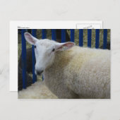Carte Postale Mouton (Devant / Derrière)