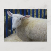 Carte Postale Mouton (Devant)